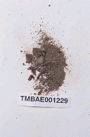 藏品(小石苔)的圖片